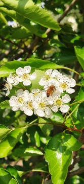 蜜蜂采蜜