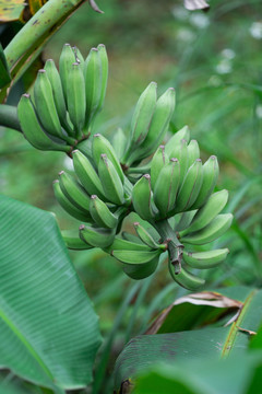 乡村绿色生香蕉