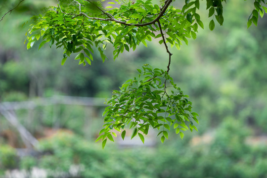 黄花梨树叶