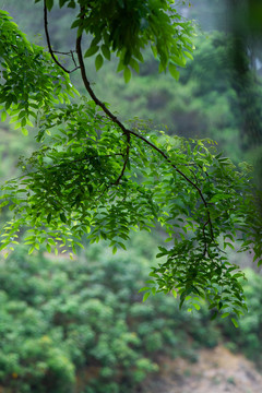 黄花梨树叶