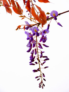 紫藤花开春意盎然