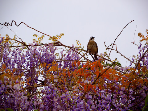 鸟儿在紫藤花中鸣唱