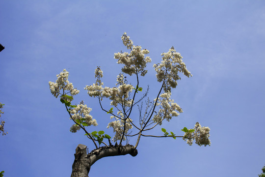 白花泡桐