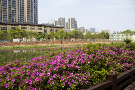 河岸杜鹃花