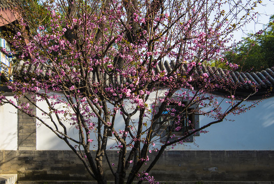 古建筑庭院里一树梅花