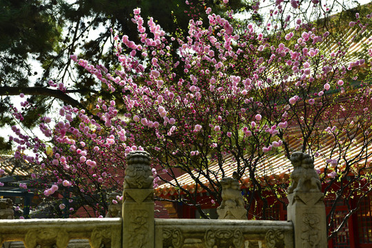 北京故宫御花园春色