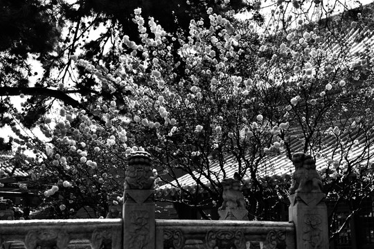北京故宫御花园的一树榆叶梅