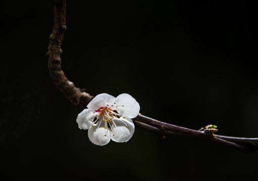 梅花