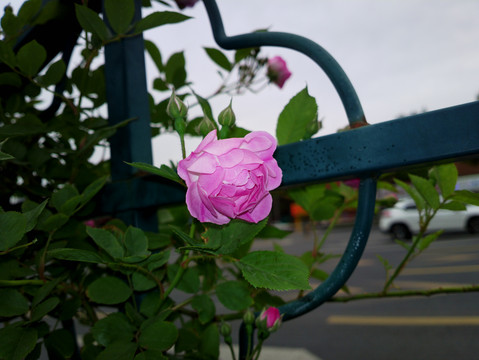 蔷薇花