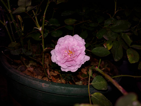 月季花