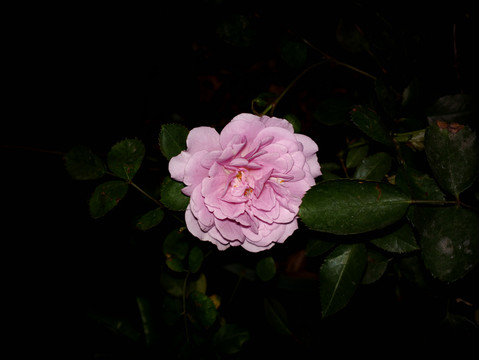 月季花