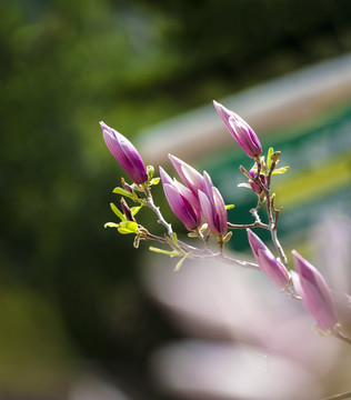 玉兰花