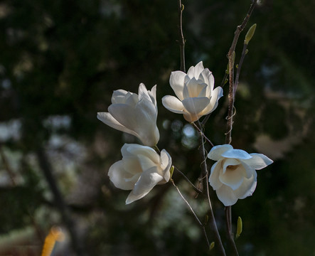 玉兰花