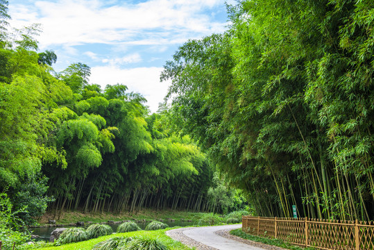 竹林小路