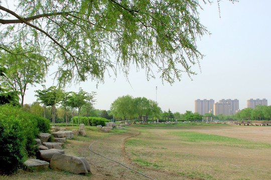 春天杨柳公园湿地