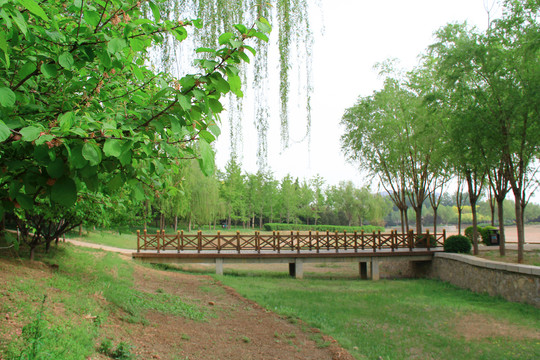 公园湿地木桥栈道