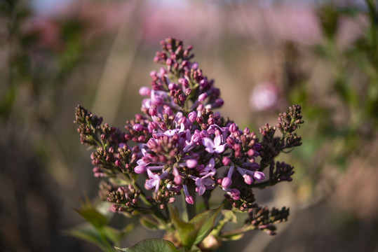 丁香花