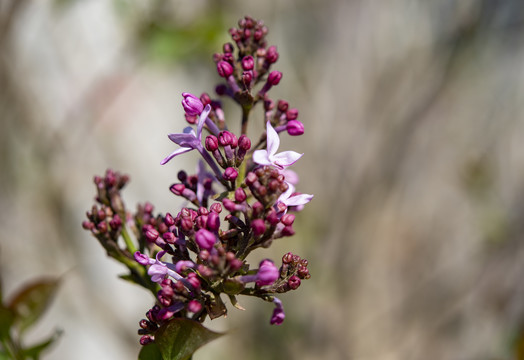 丁香花