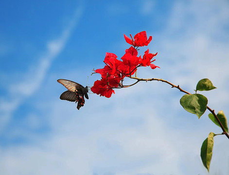 蝶恋花