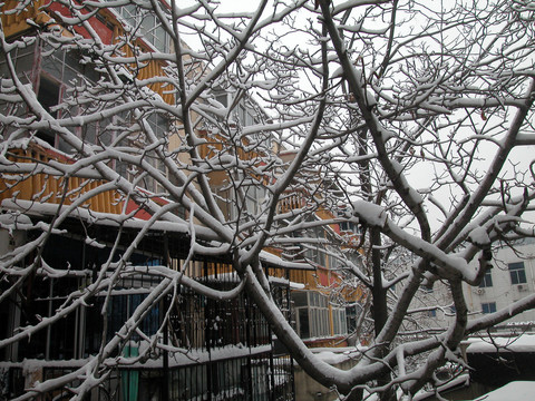 雪后小景