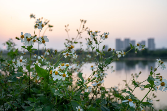 河边雏菊