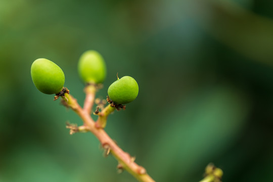 发育中的小芒果