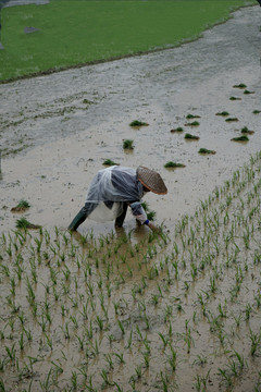 一个女人穿雨衣栽秧