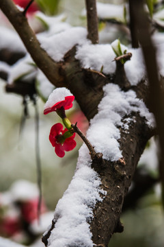 冰雪覆盖的贴梗海棠