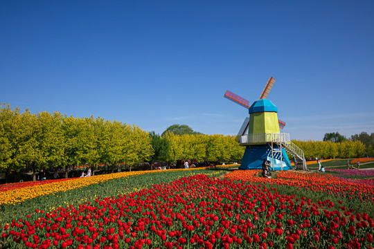 北京国际鲜花港