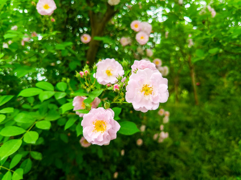 月季花粉色月季