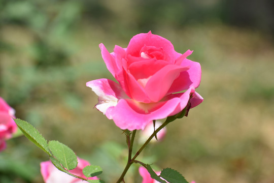 漂亮的花朵