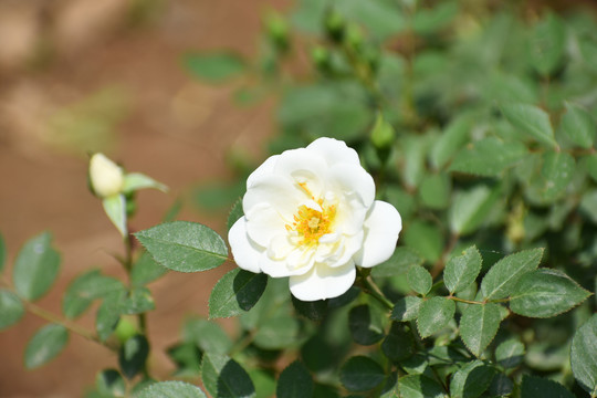 花朵月季