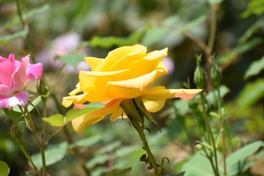 黄色月季花