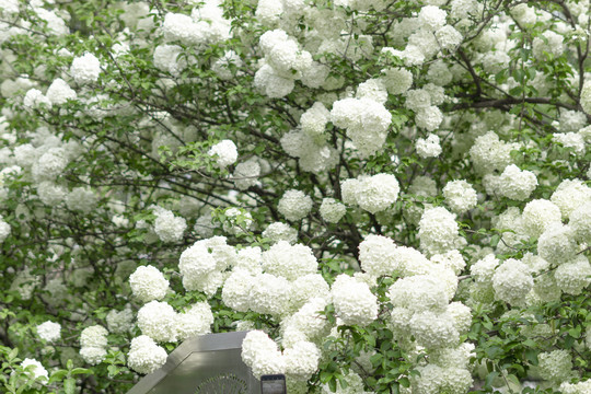 绣球花