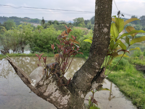 桂花树嫩芽