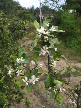 柚子花