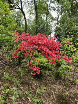 一株红色杜鹃花