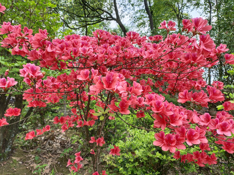 红色杜鹃花