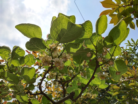 杨桃花