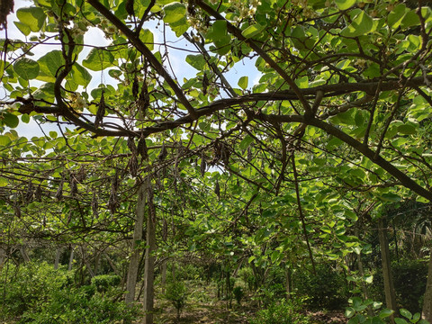 杨桃花与杨桃花架