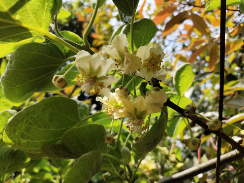 杨桃花