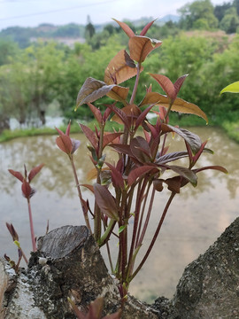 桂花树红叶