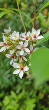 石斑木花