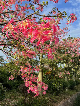 异木棉花