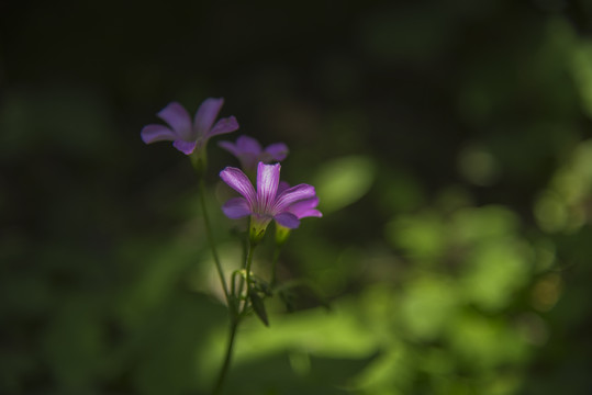 酢浆草