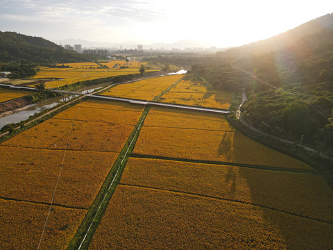 山区乡镇稻田