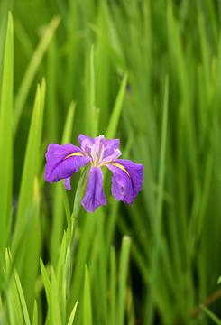 玉蝉花