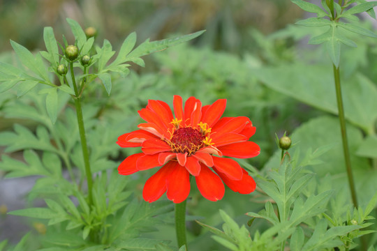 百日菊