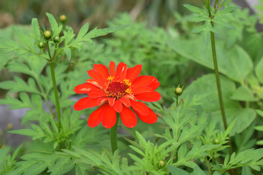 百日菊