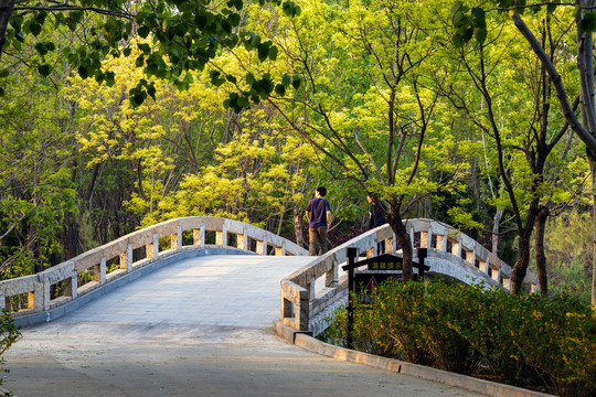 森林公园中的小桥
